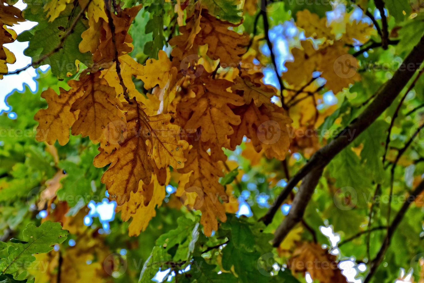 rood herfst achtergrond van eik bladeren Aan een blauw lucht achtergrond foto