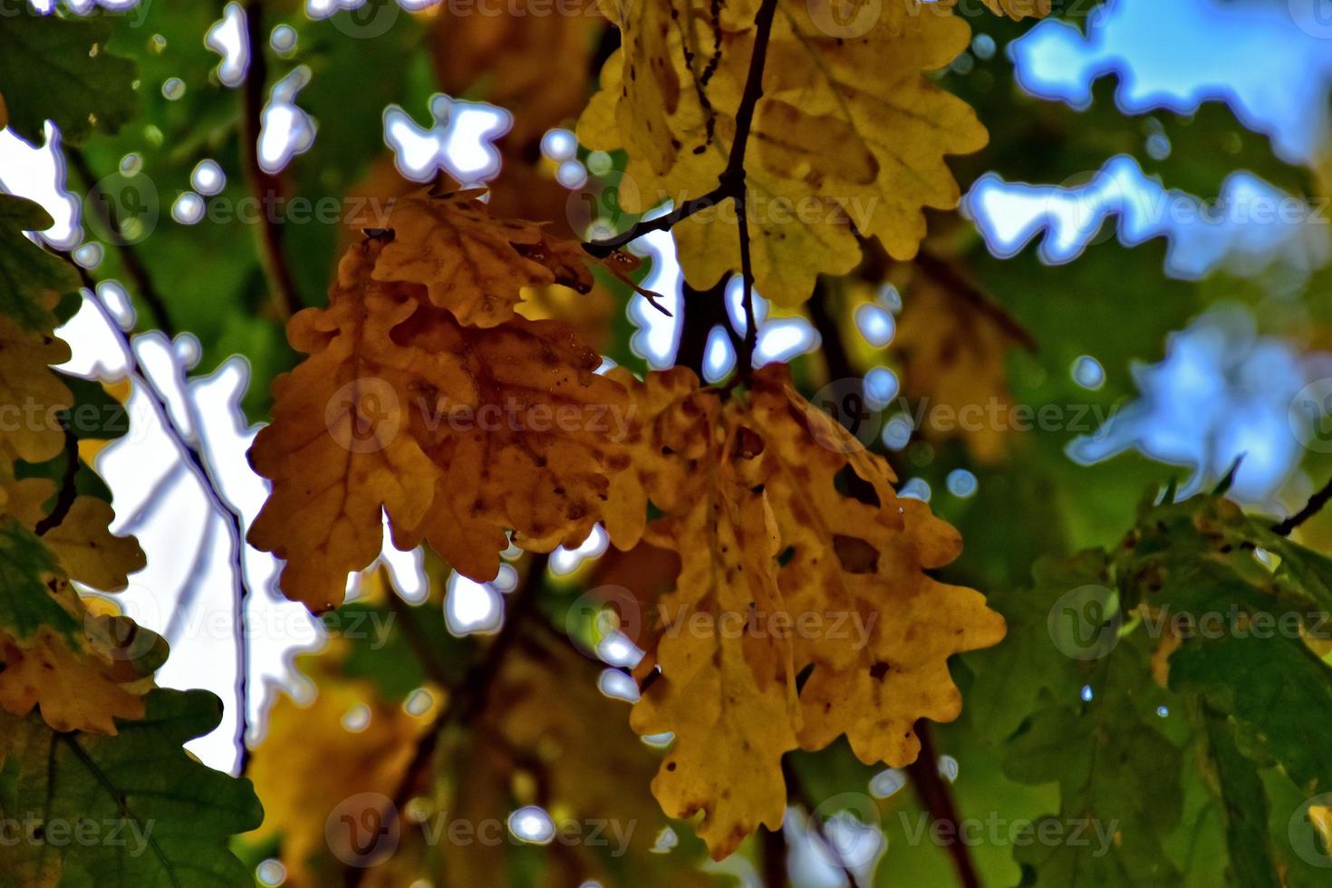 rood herfst achtergrond van eik bladeren Aan een blauw lucht achtergrond foto