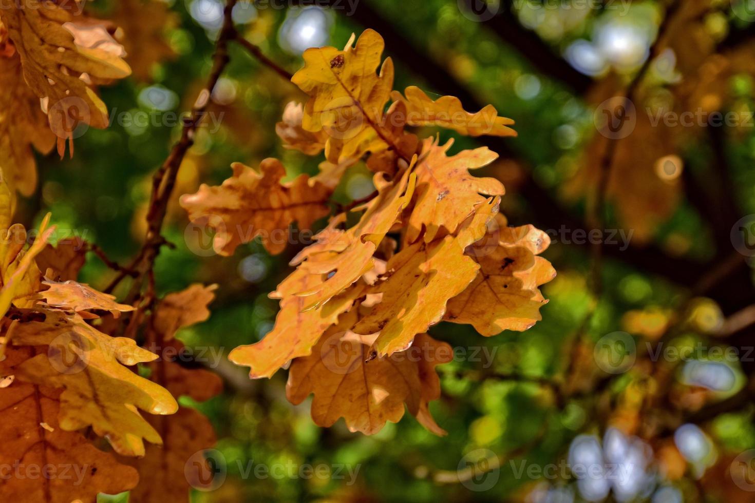 rood herfst achtergrond van eik bladeren Aan een blauw lucht achtergrond foto