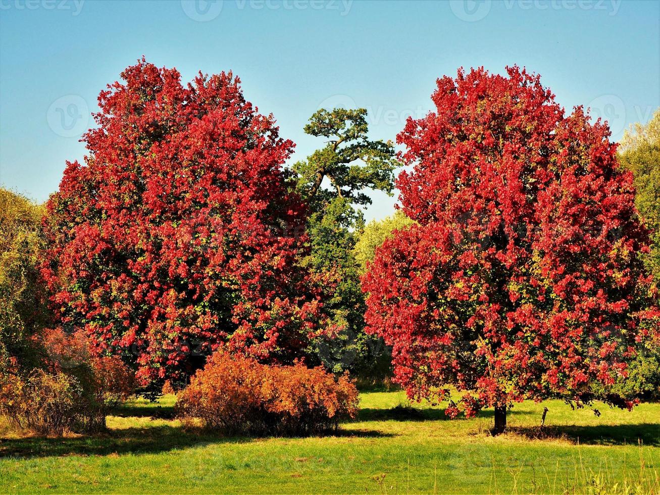 prachtige oktober-glorie-esdoorns met rood de herfstgebladerte foto