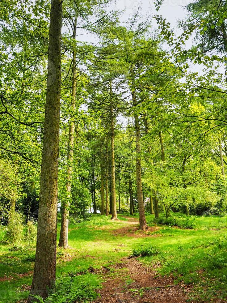 pad door hoge bomen met vers lenteblad foto