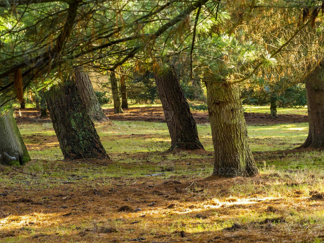 boomstammen in een herfstbos, noord yorkshire, engeland foto