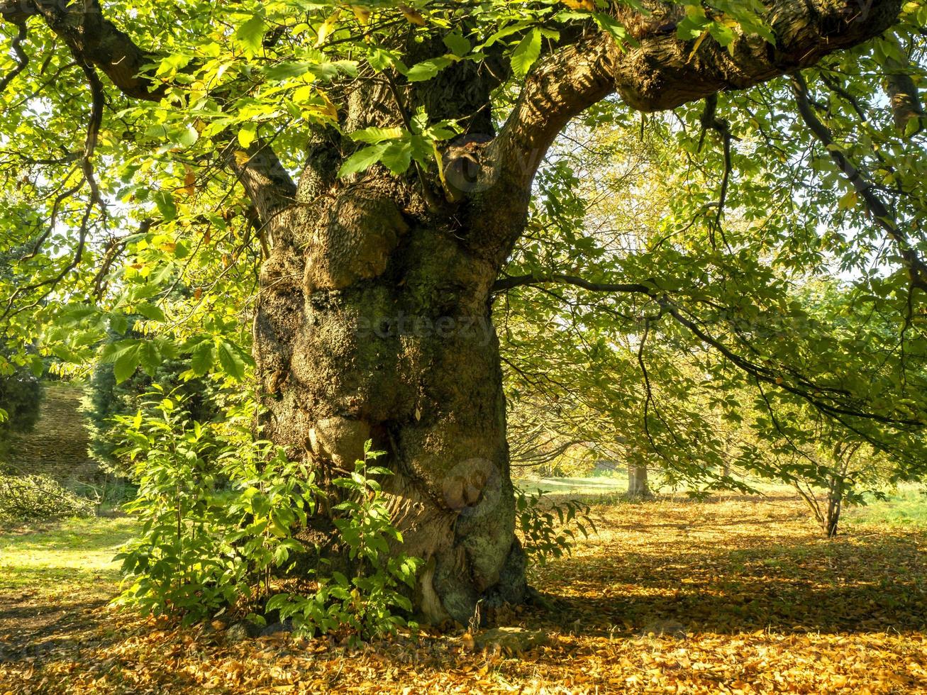 oude tamme kastanjeboom in de herfstzonlicht foto