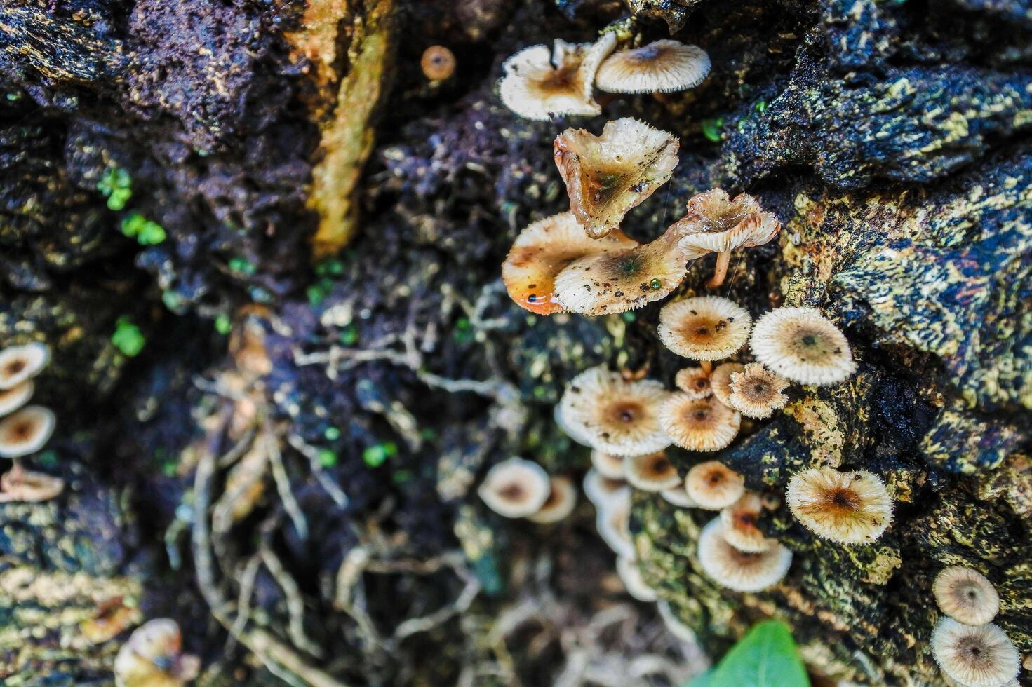 bospaddestoelen in de natuur foto