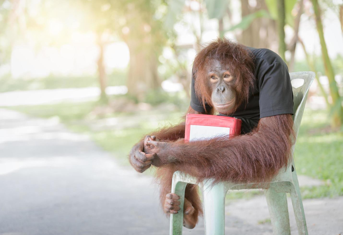 chimpansee aap zitten Aan stoel met bijdrage dozen foto