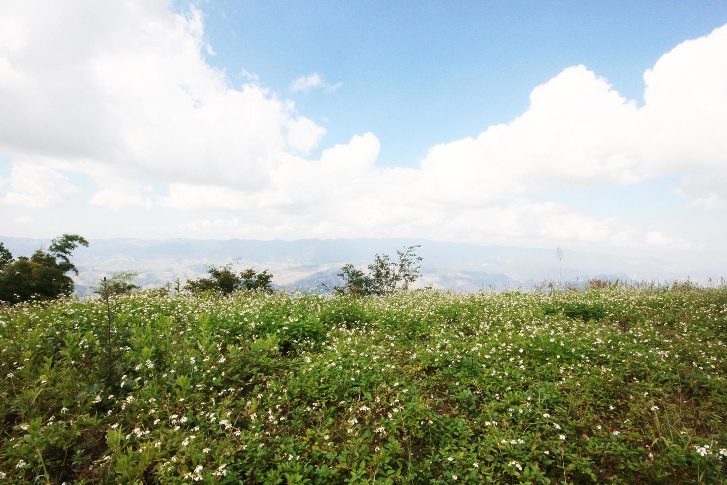 mooi bloeiend wild bloemen velden en weide in lente met blauw lucht en natuurlijk zonlicht schijnend Aan berg. foto