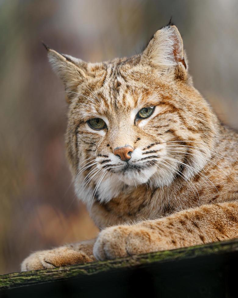 portret van bobcat foto