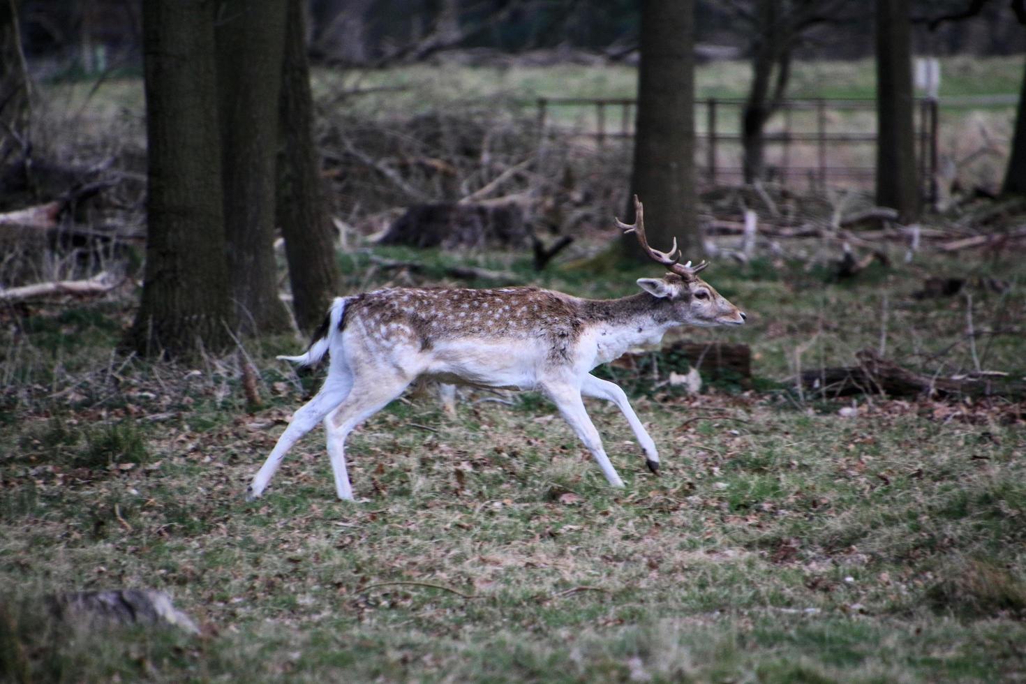 een visie van sommige braak hert in de shropshire platteland foto