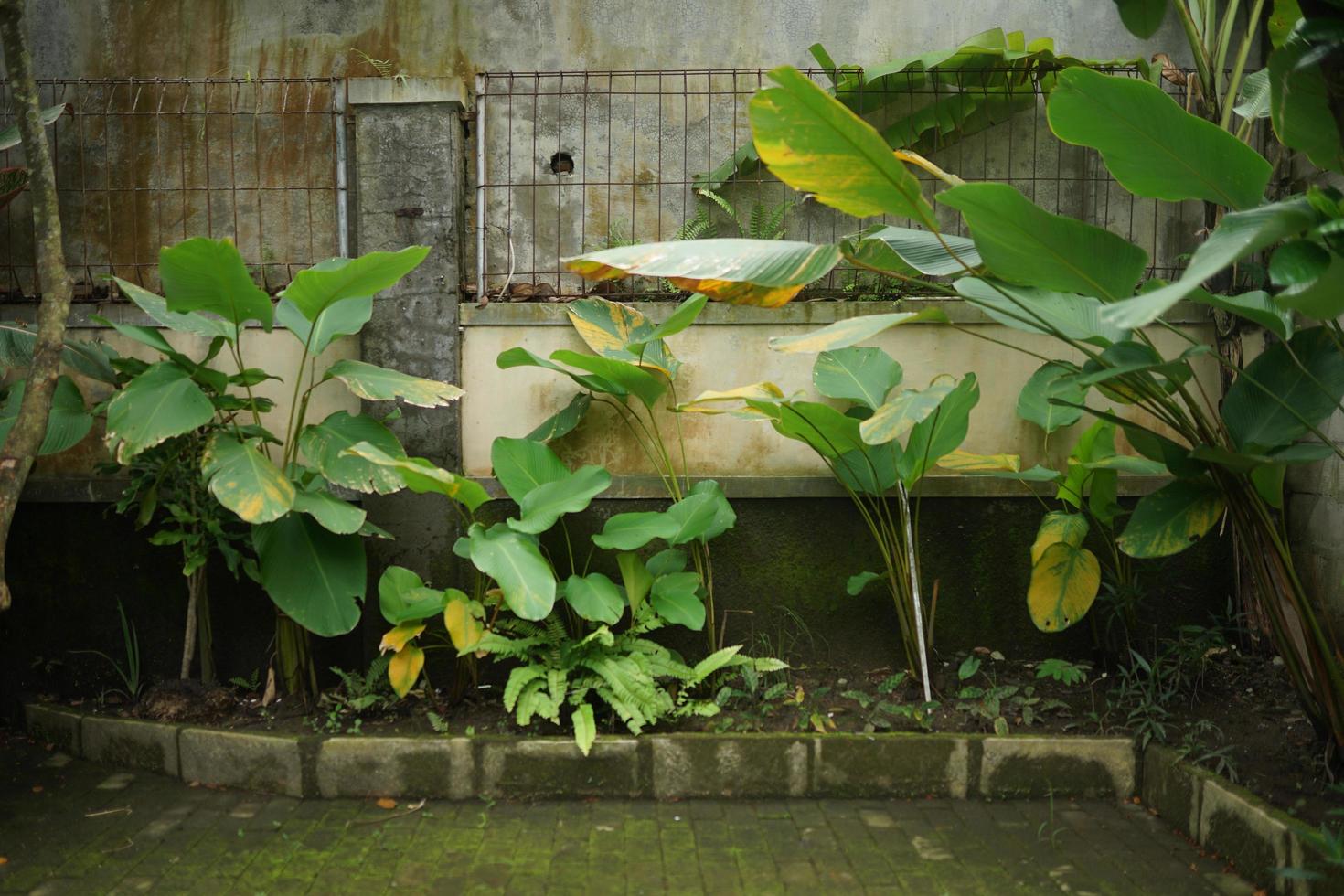 natuurlijk huis met calatea en rustiek decoratie foto