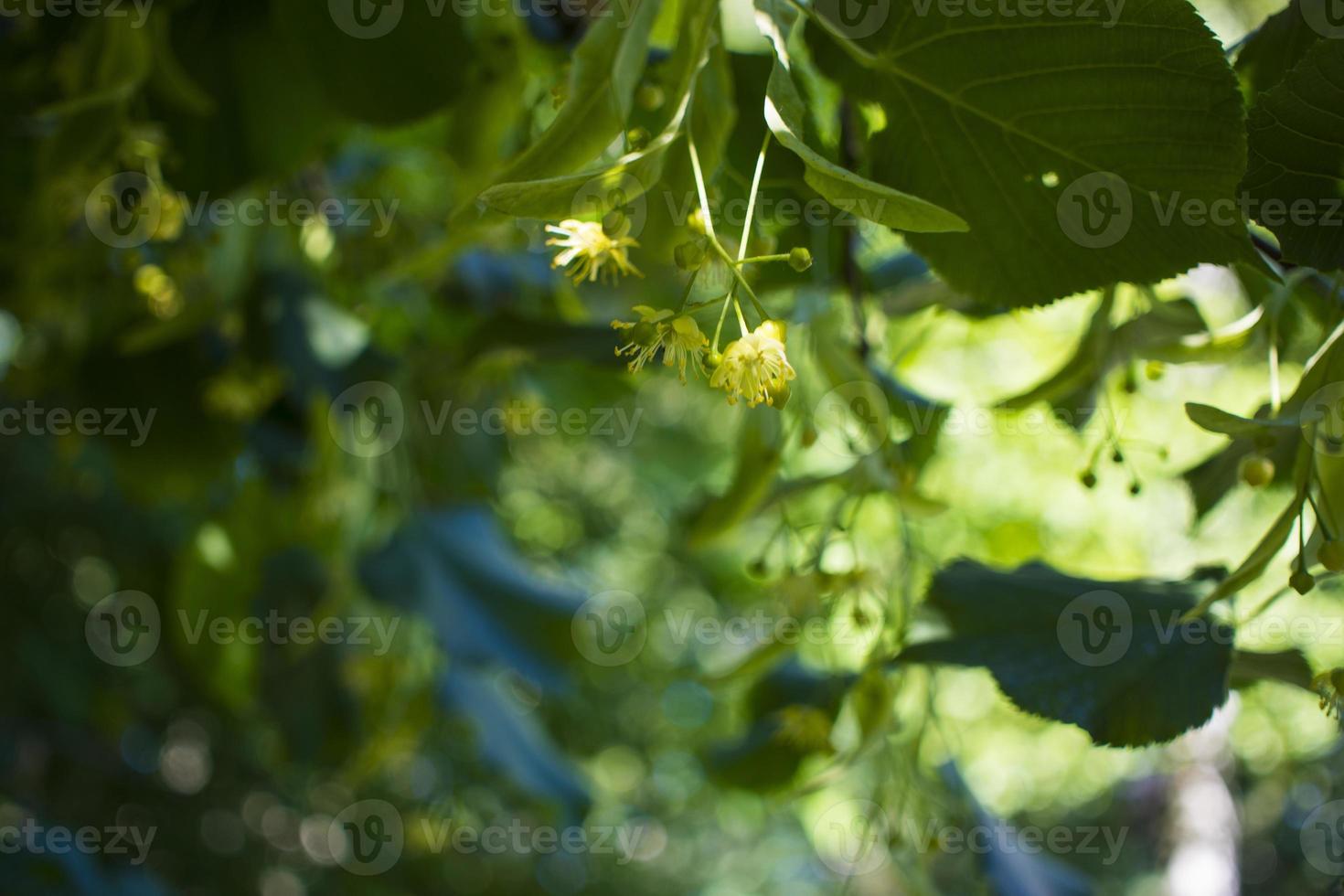 tilia, linde boom, basswood of limoen boom met niet in bloei bloesem. tilia boom is gaan naar bloeien. een bij verzamelt limoenkleurig honing foto