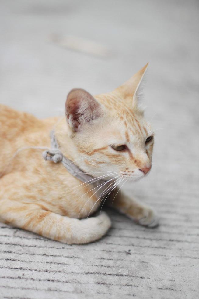 katje oranje gestreept kat slapen en kom tot rust Aan beton verdieping met natuurlijk zonlicht foto