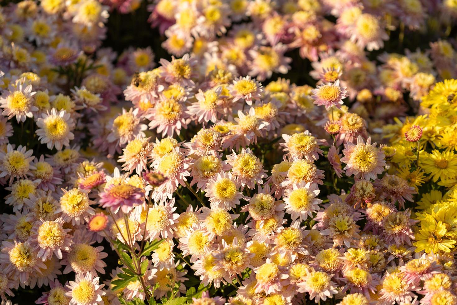 close-up van een groep chrysanten foto