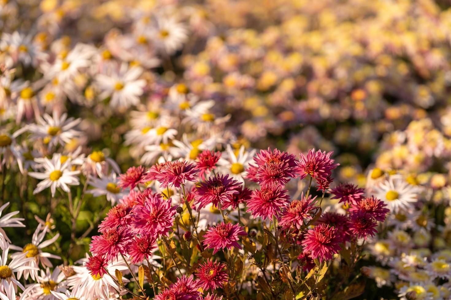 close-up van een groep chrysanten foto