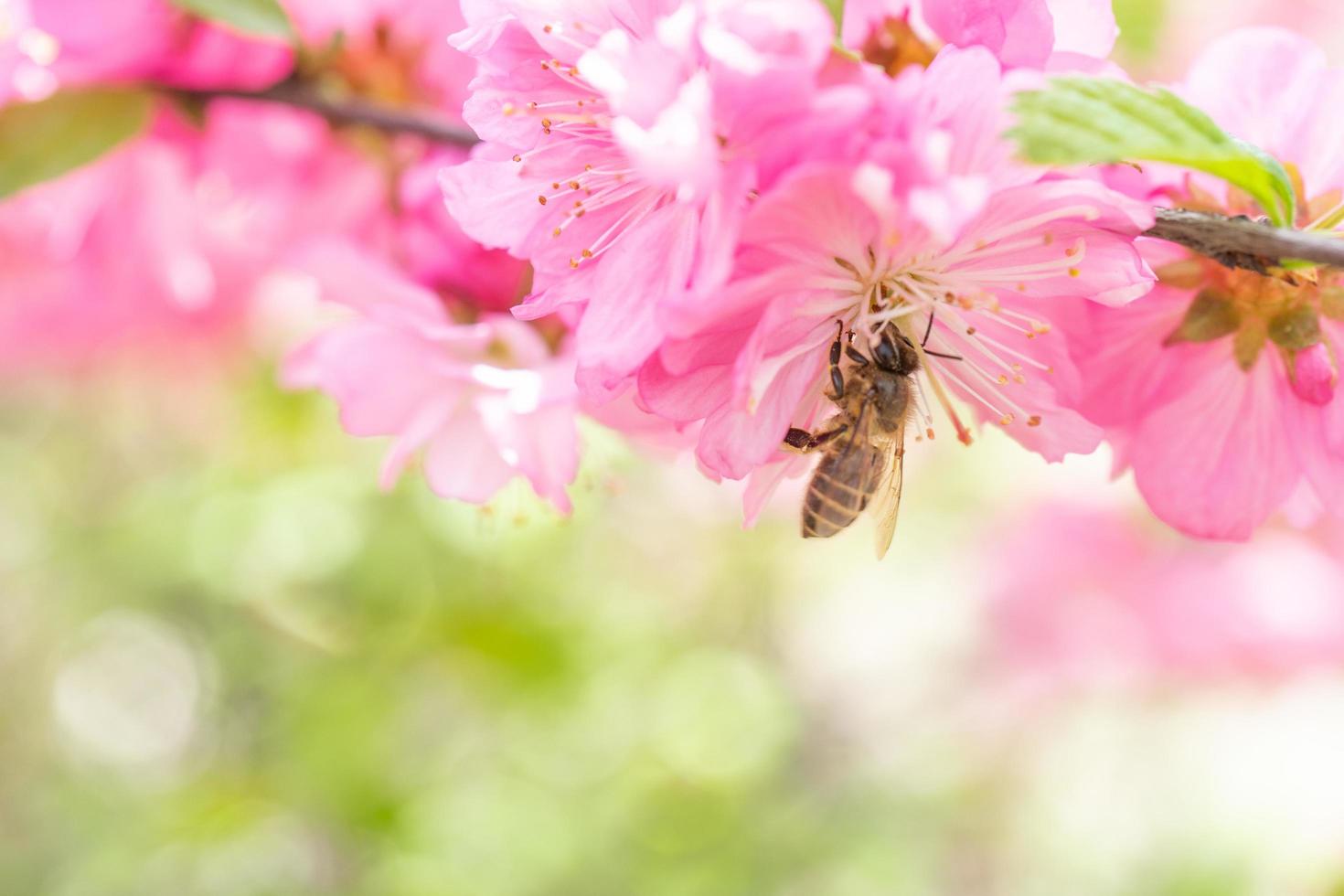 close-up van een bij onder sakura bloemen met onscherpe achtergrond foto