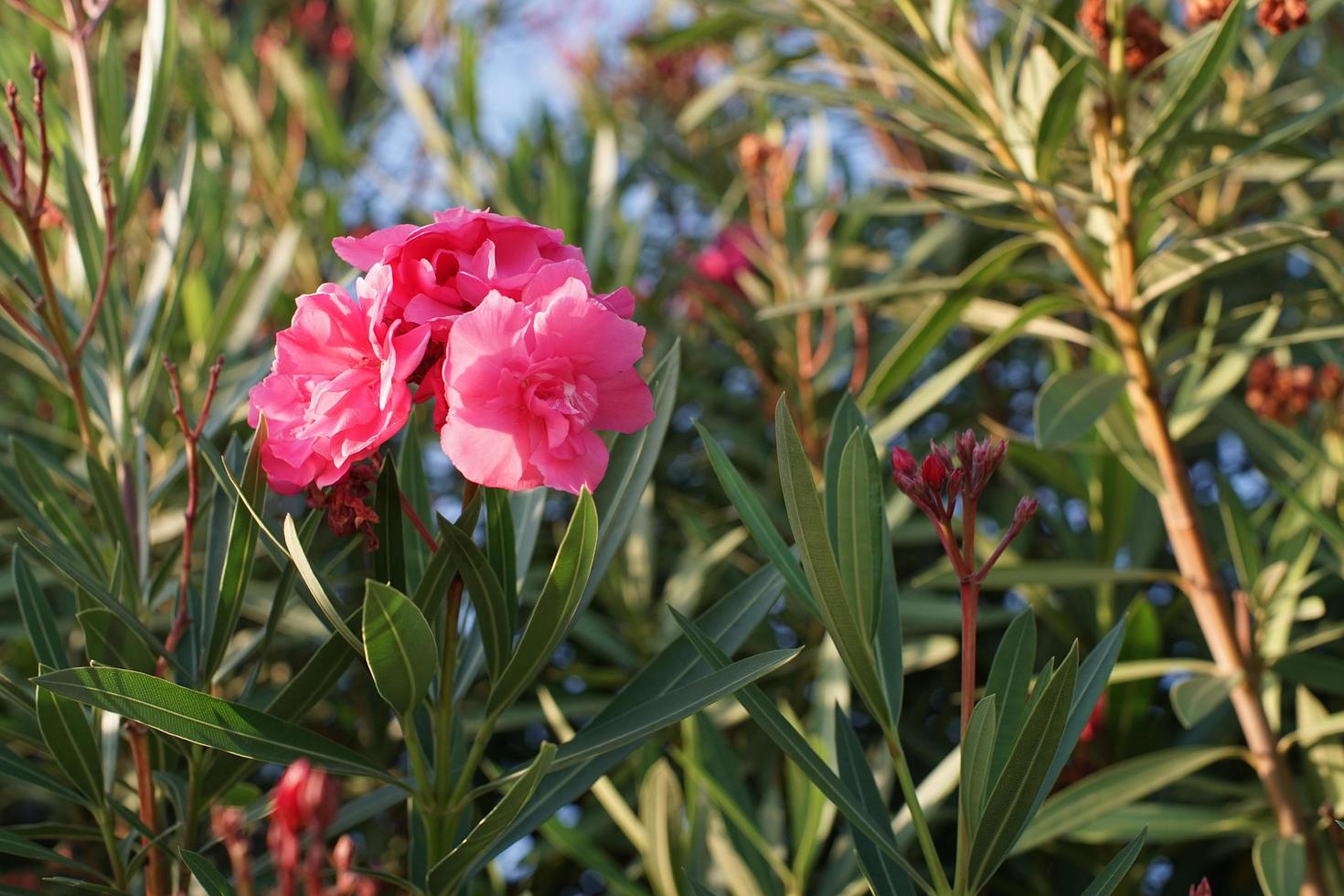 roze oleander bloemen op een struik met een groene achtergrond wazig foto