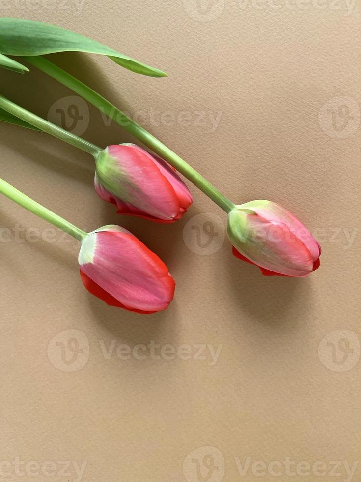 rood tulpen Aan een beige achtergrond foto