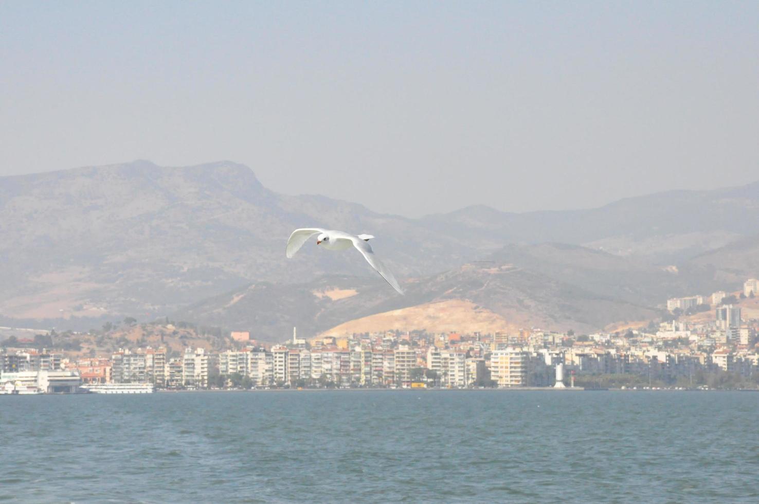 meeuwen Aan de zee Izmir foto