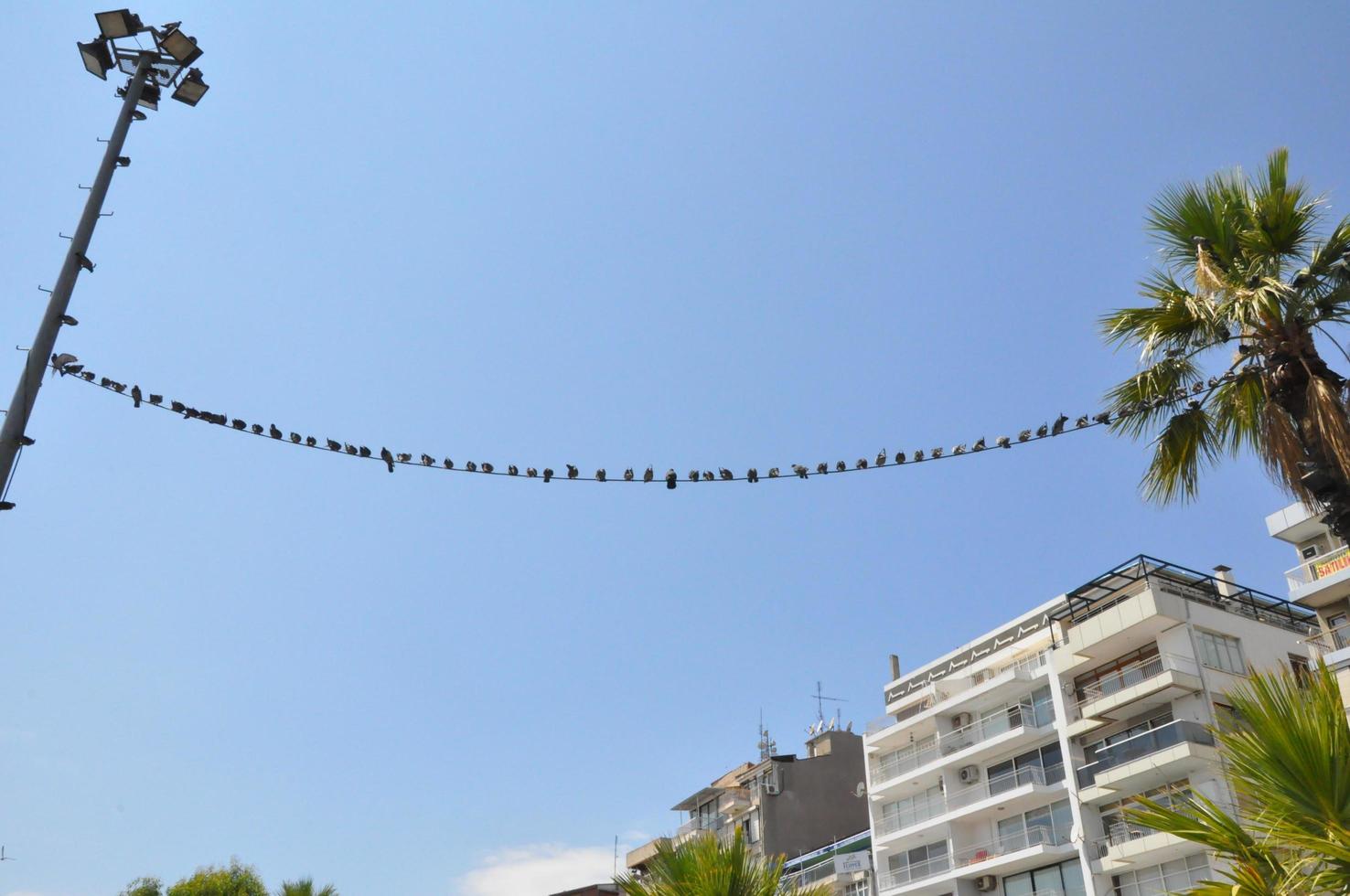 duiven Aan de grond en in de lucht foto