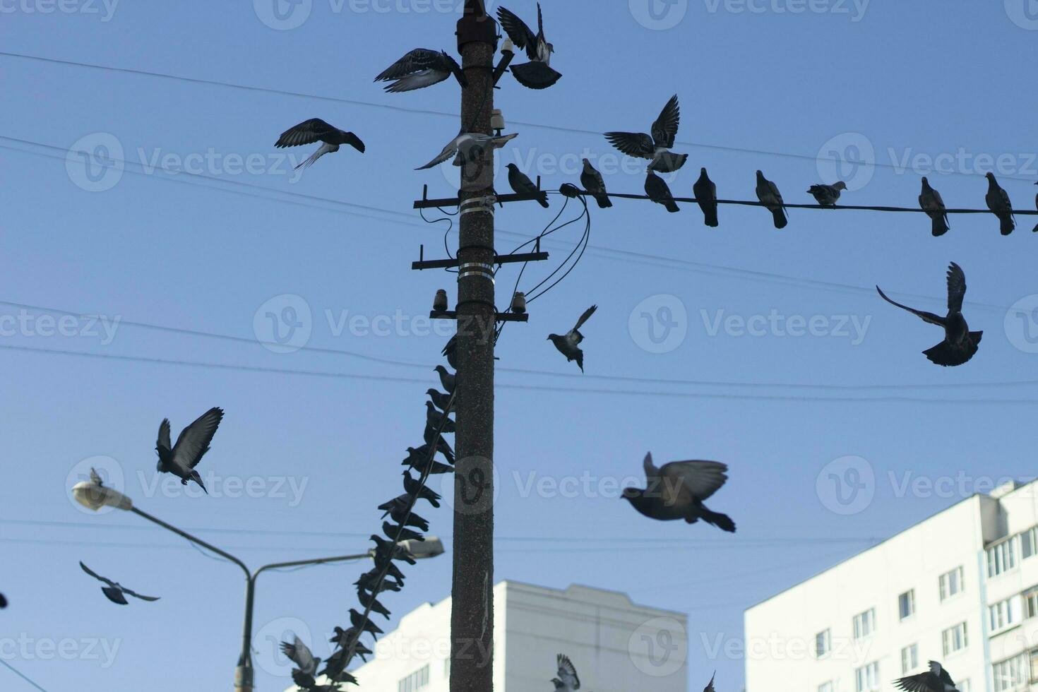 duiven tegen blauw lucht. vogelstand in stad. vlucht van duiven. foto