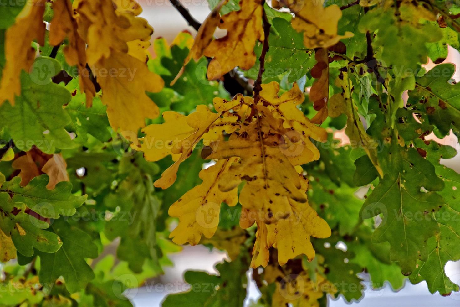 rood herfst achtergrond van eik bladeren Aan een blauw lucht achtergrond foto