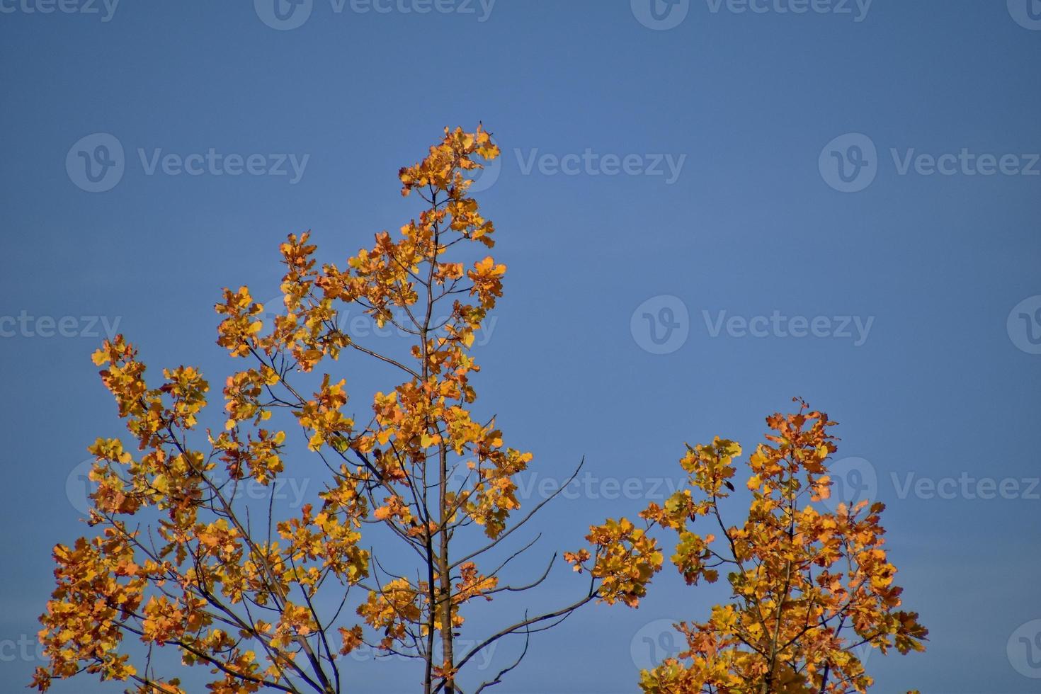 rood herfst achtergrond van eik bladeren Aan een blauw lucht achtergrond foto