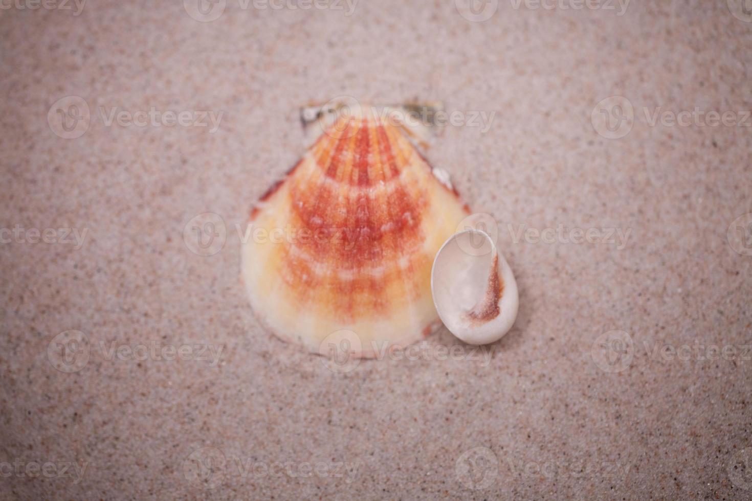 schelp zand achtergrond foto