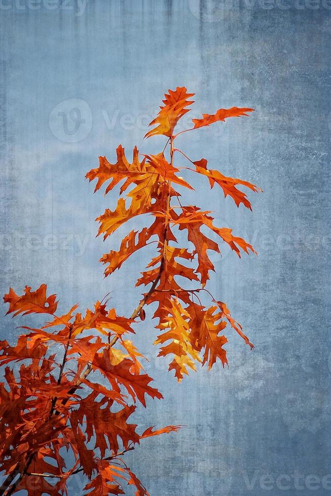 herfst gouden eik bladeren Aan een achtergrond van blauw lucht foto