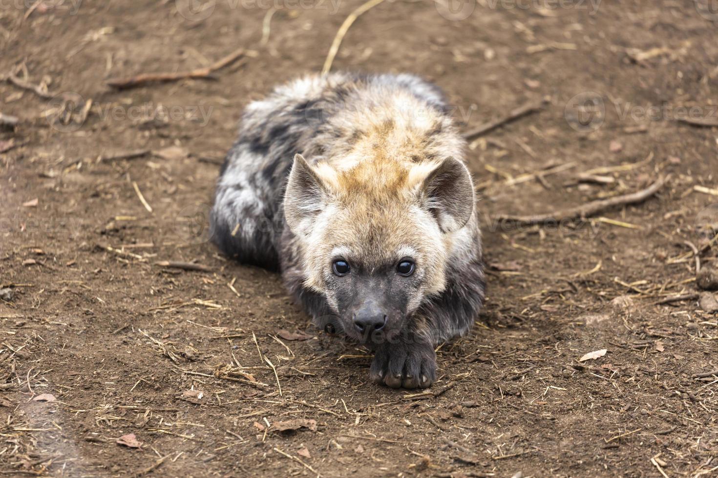 nieuwsgierig hyena welp houdende vlak Aan de grond foto