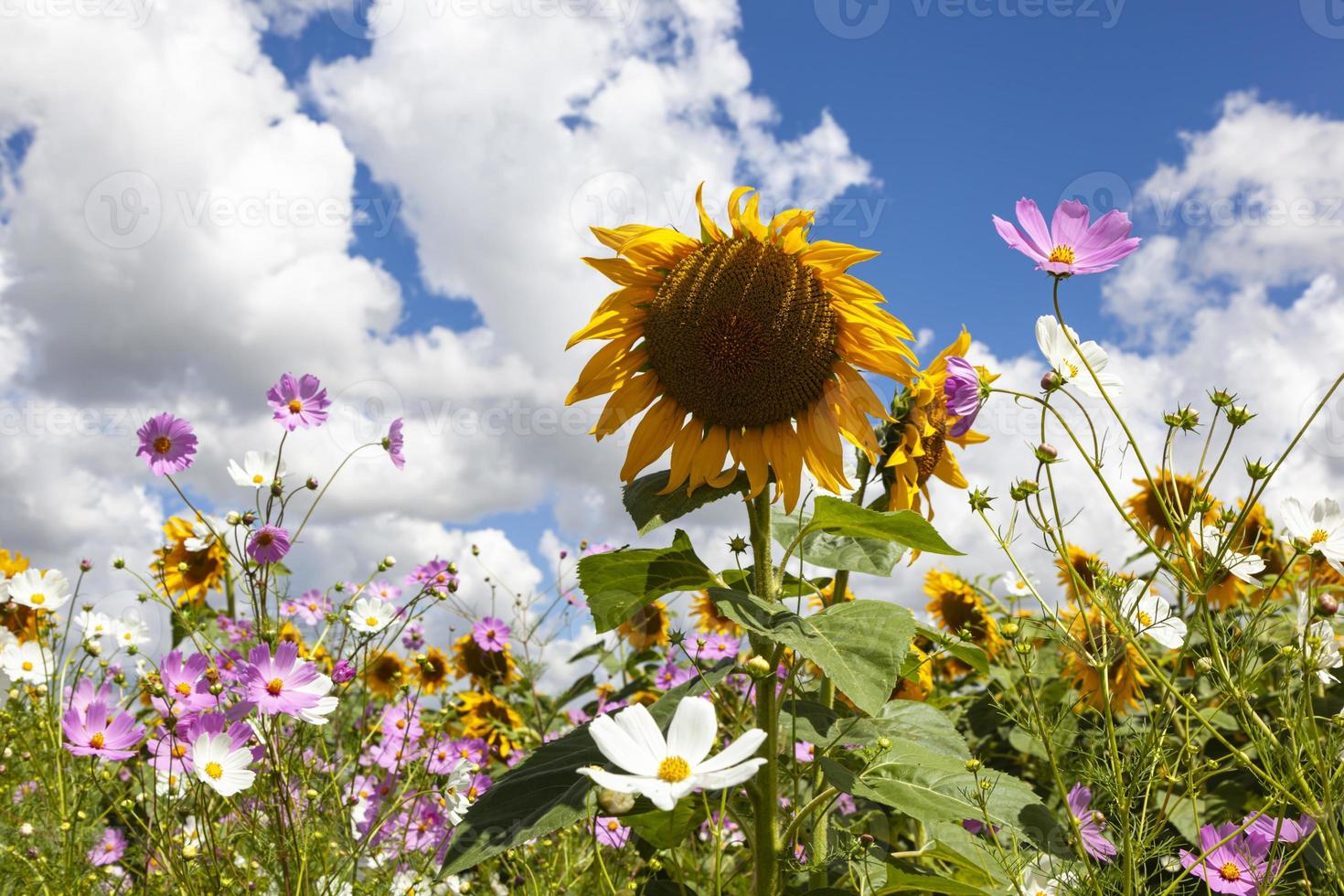 zonnebloemen en kosmos bloemen tegen bewolkt achtergrond foto