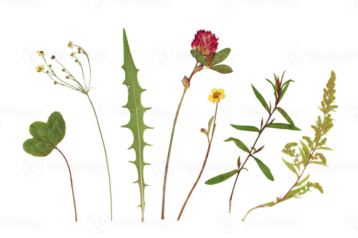 droog plant, herbarium. groen gras, rood en ja bloemen, Klaver. geïsoleerd elementen Aan een wit achtergrond foto