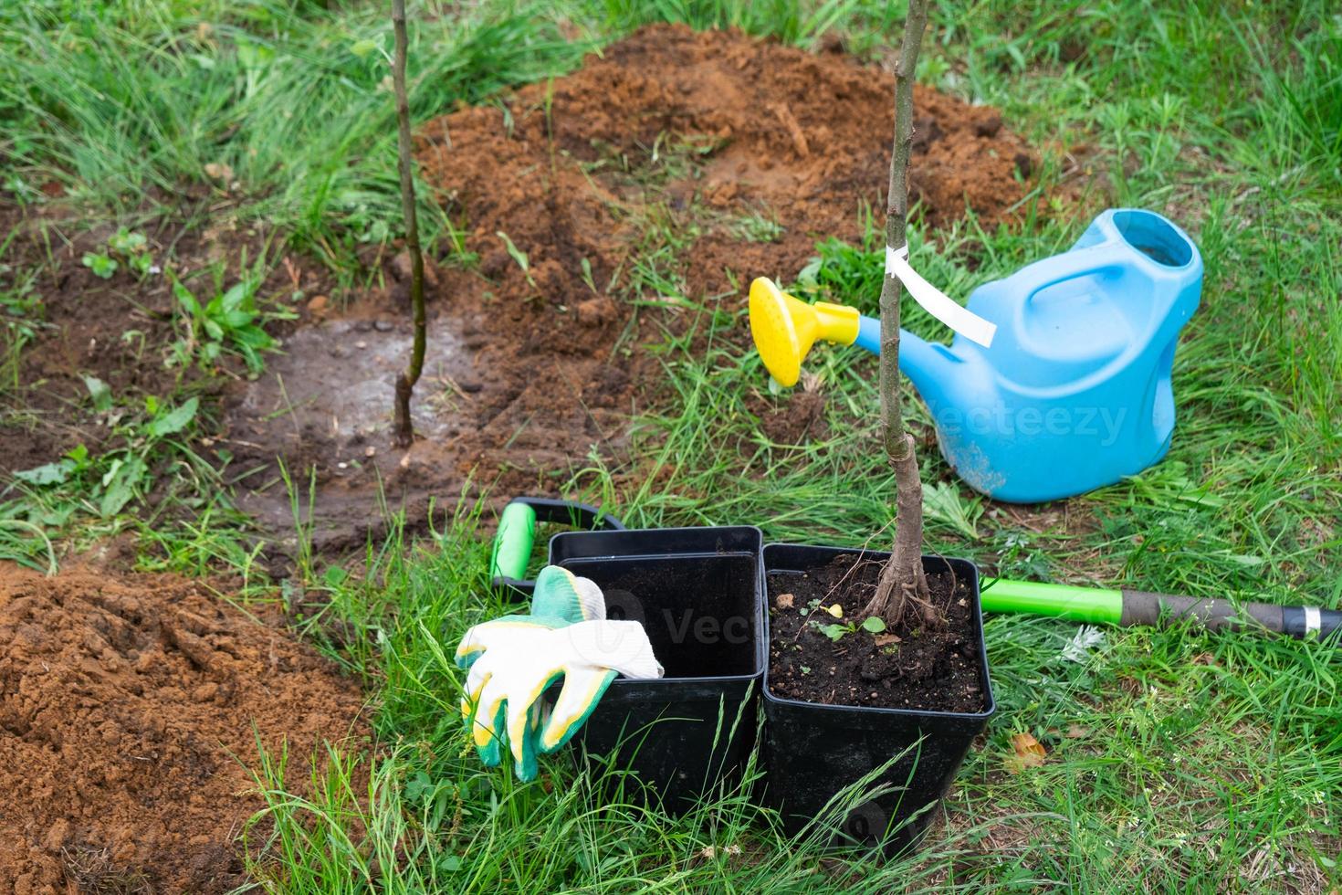 een appel boom zaailing in de tuin is bereid voor aanplant in de Open grond. fruit boom van de kinderkamer, groeit biologisch fruit Aan uw plaats foto