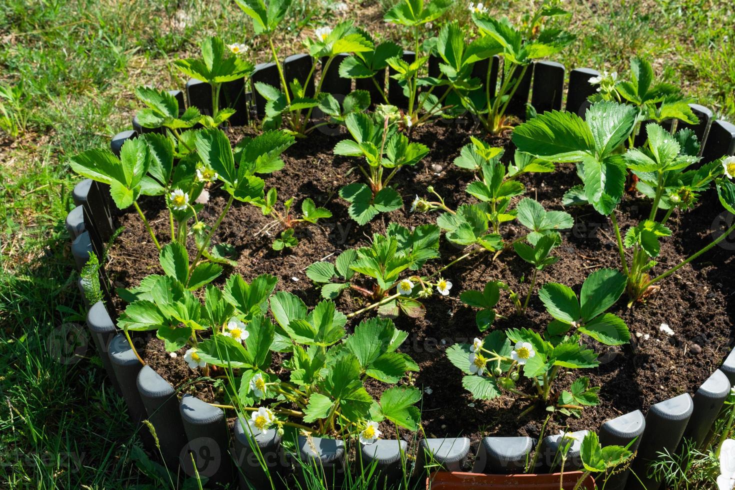 bloeiend van aardbei spruiten Aan een ronde bed in uw tuin. milieuvriendelijk BES gegroeid door een boer in de zomer in de dorp, oogst foto