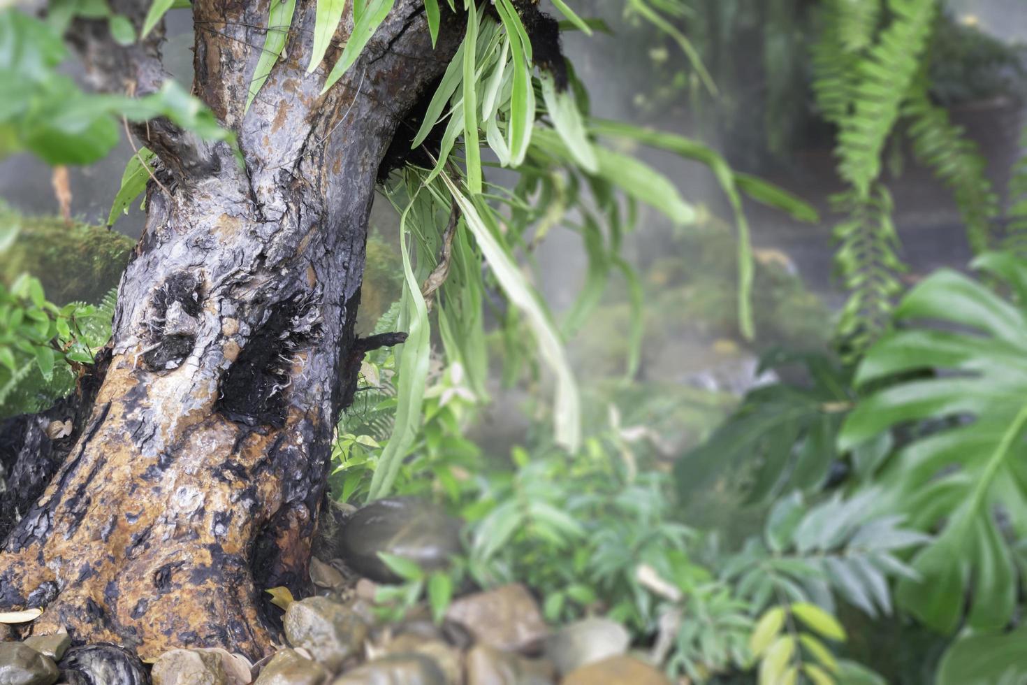 planten in een tropisch regenwoud foto