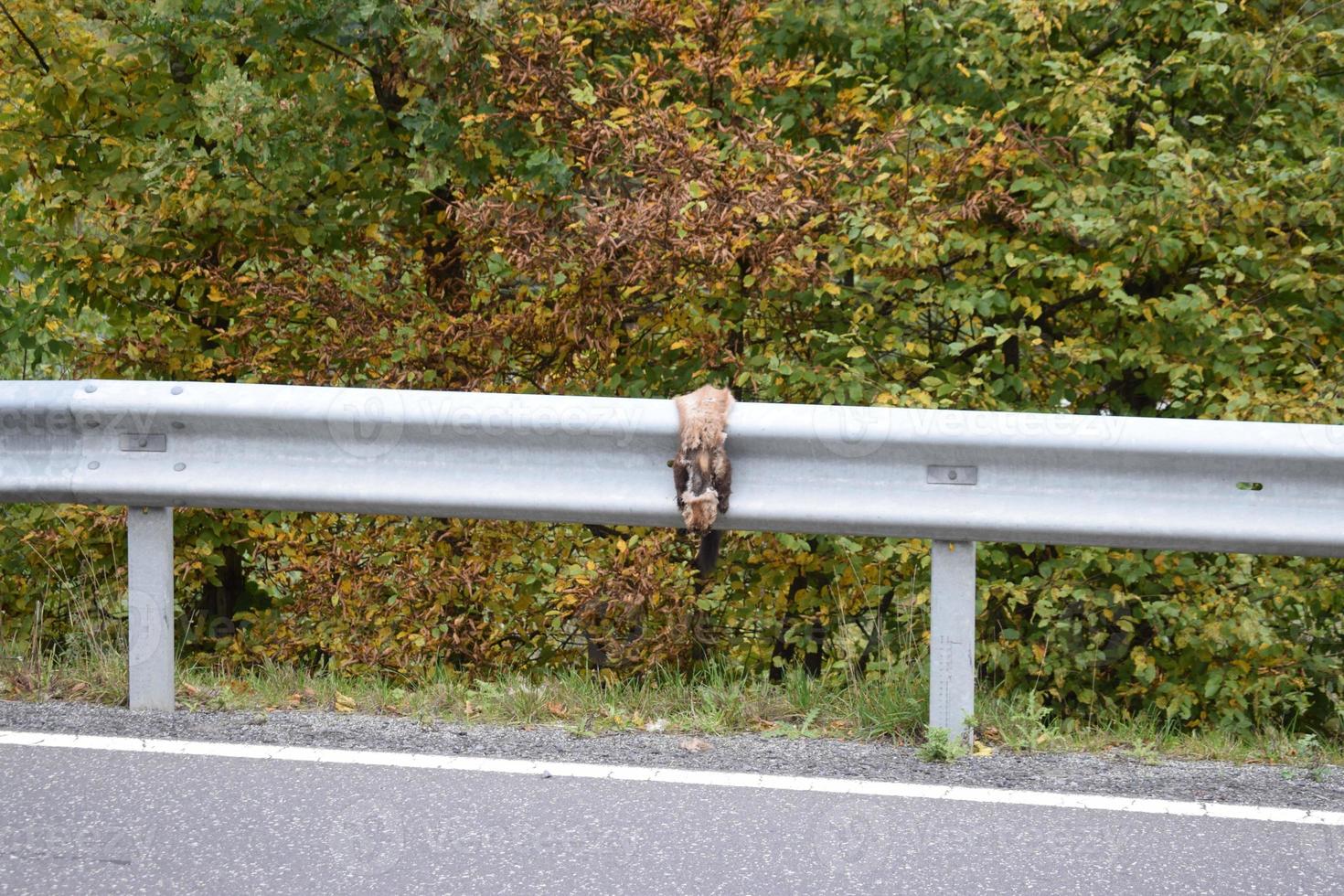 dood dier Aan de langs de weg foto