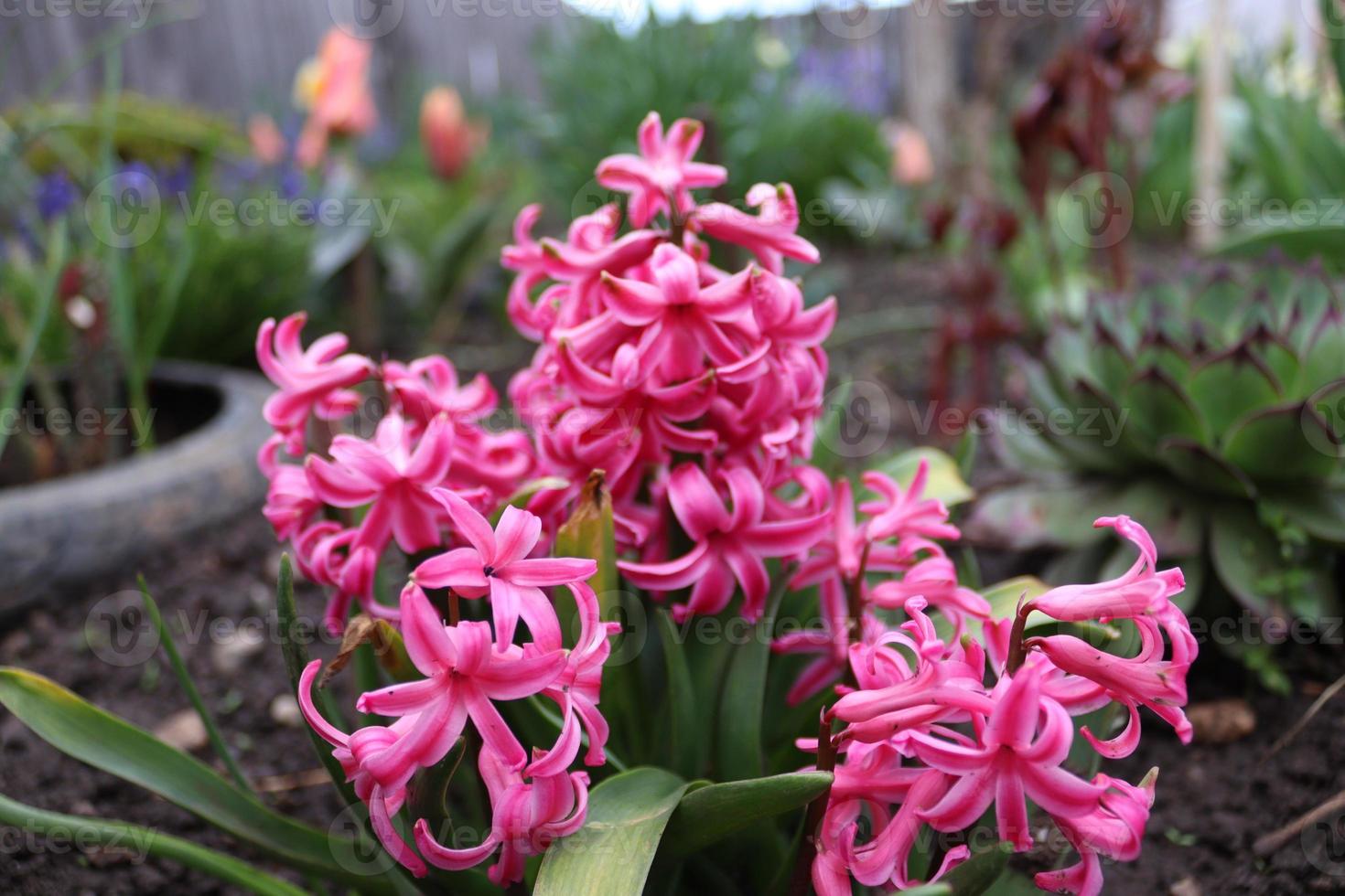 een boeket van roze hyacint in een lokaal man's tuin foto