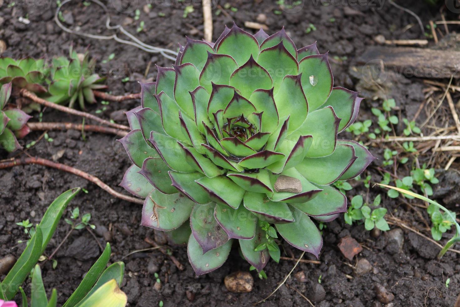 een cactus bloem gelegen in een tuin met sommige details foto