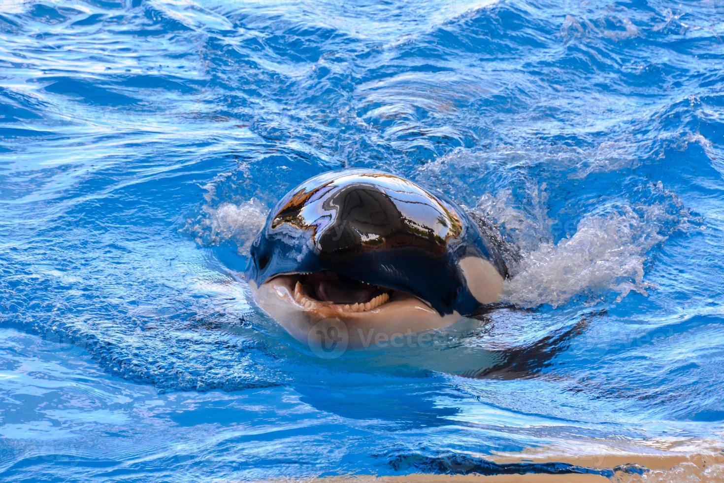 een orka in de water foto