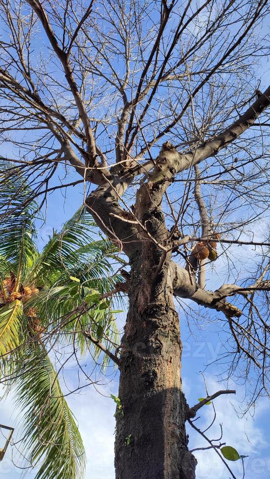 jackfruit bomen dat hebben gedaald zonder bladeren kant door kant met dicht bladerde kokosnoot bomen, een contrasterend verschil foto