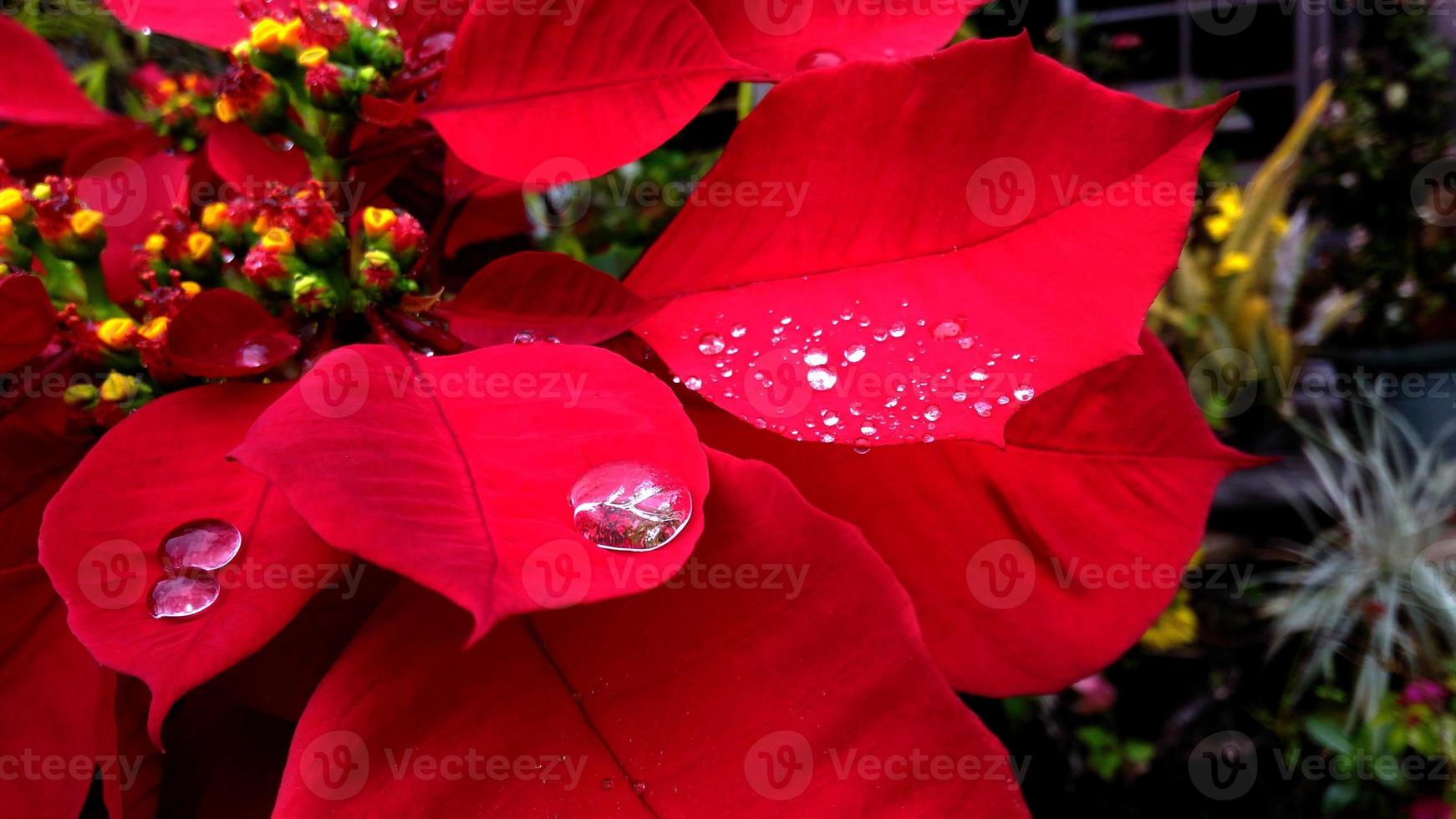 detailopname en Bijsnijden kerstster vertrekken met regendruppel foto