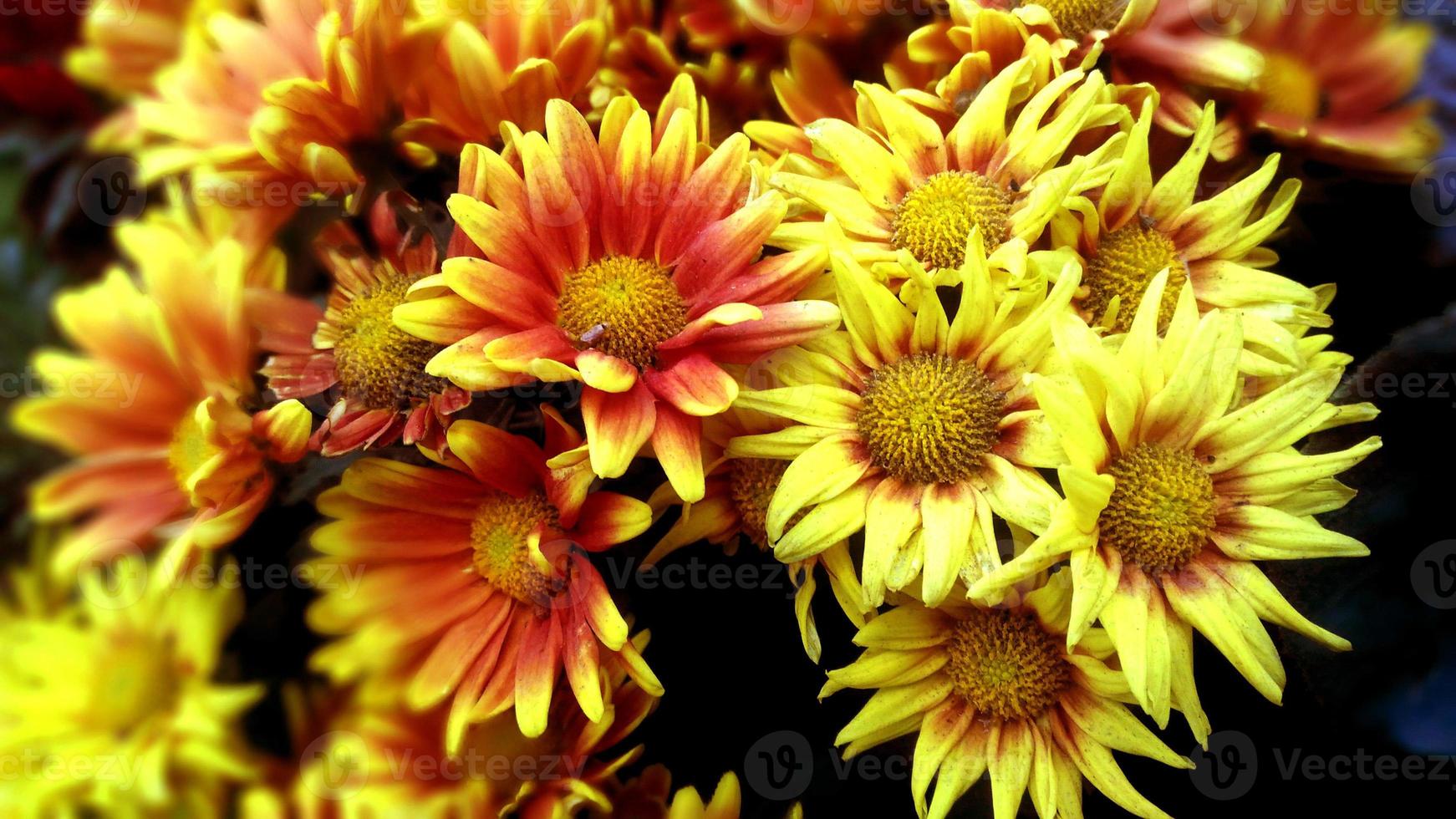 detailopname en Bijsnijden reusachtig goudsbloem bloemen in bloem winkel foto