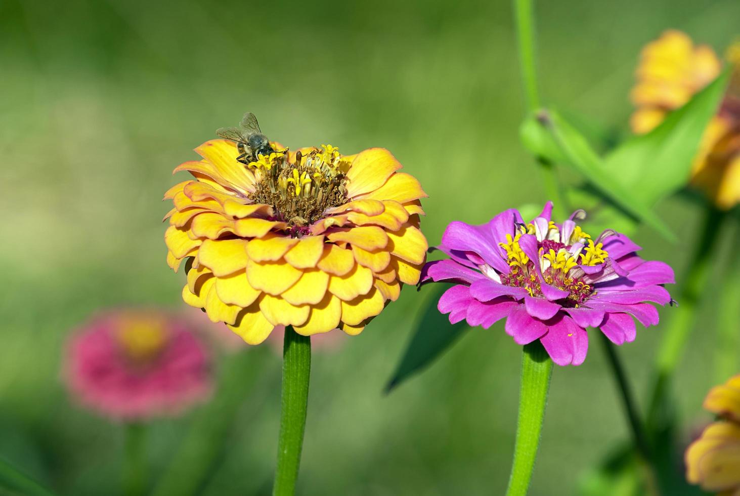 bij op de bloemen van cynia close-up foto