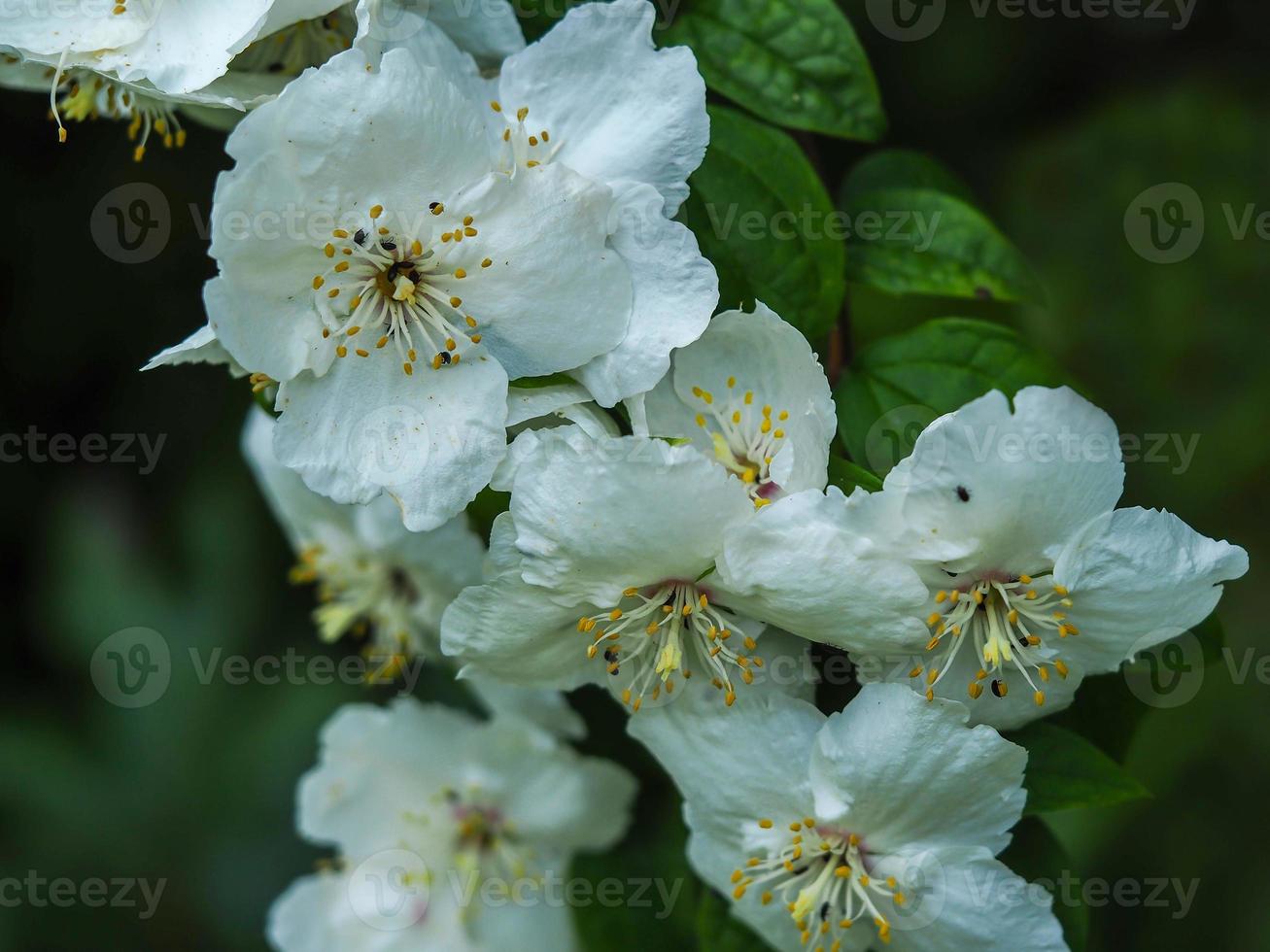 witte bloesem op een zoete mock oranjestruik, philadelphus foto