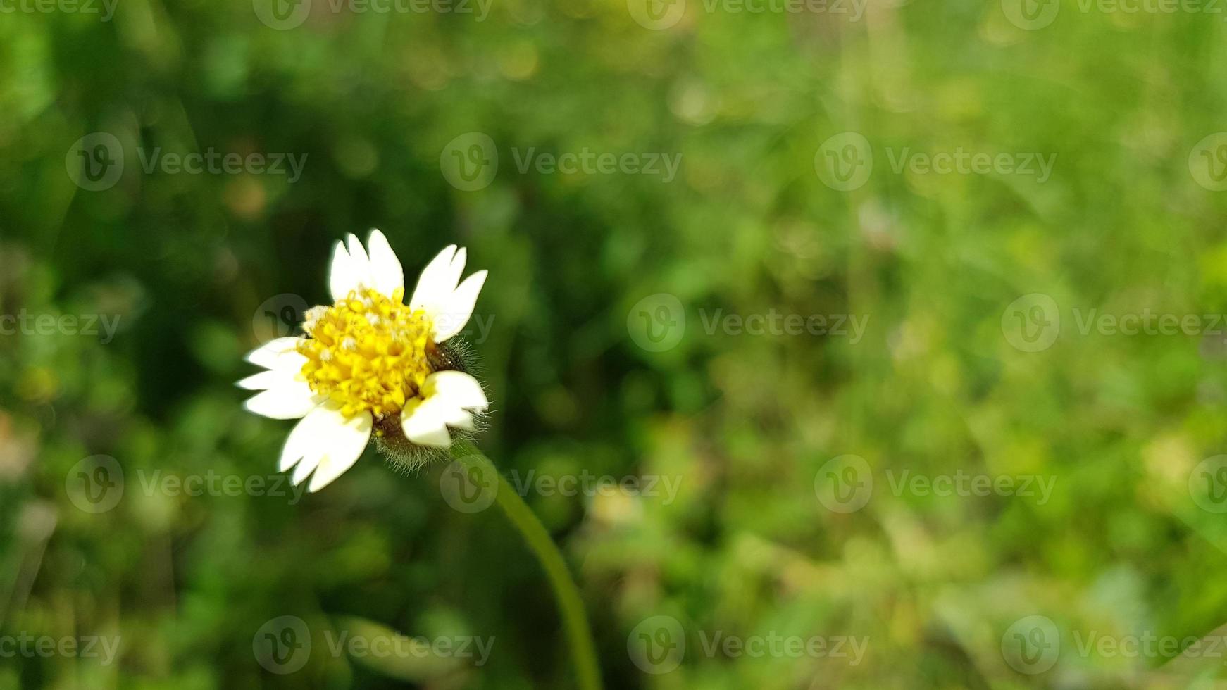 divers tropisch bloemen en tropisch planten foto