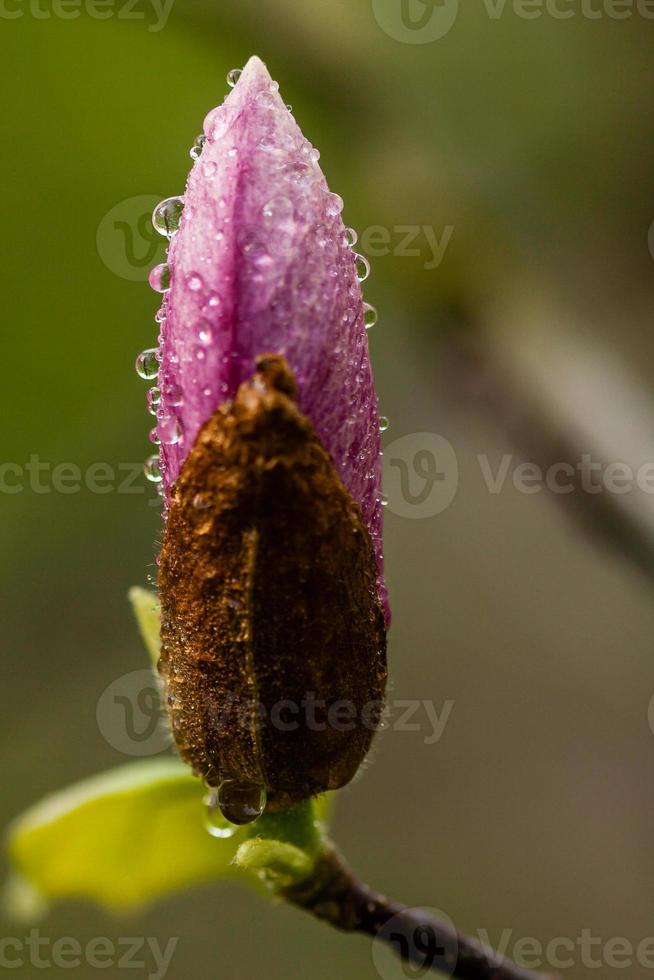 macro bloeiend magnolia Aan een Afdeling foto