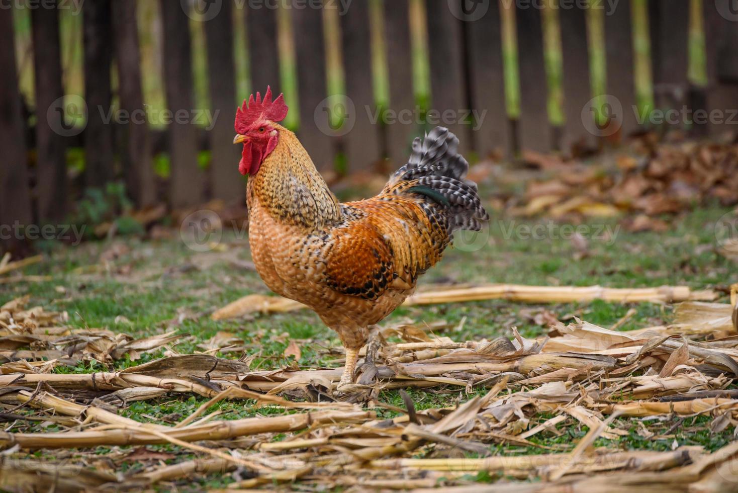 pik Aan de boerderij foto