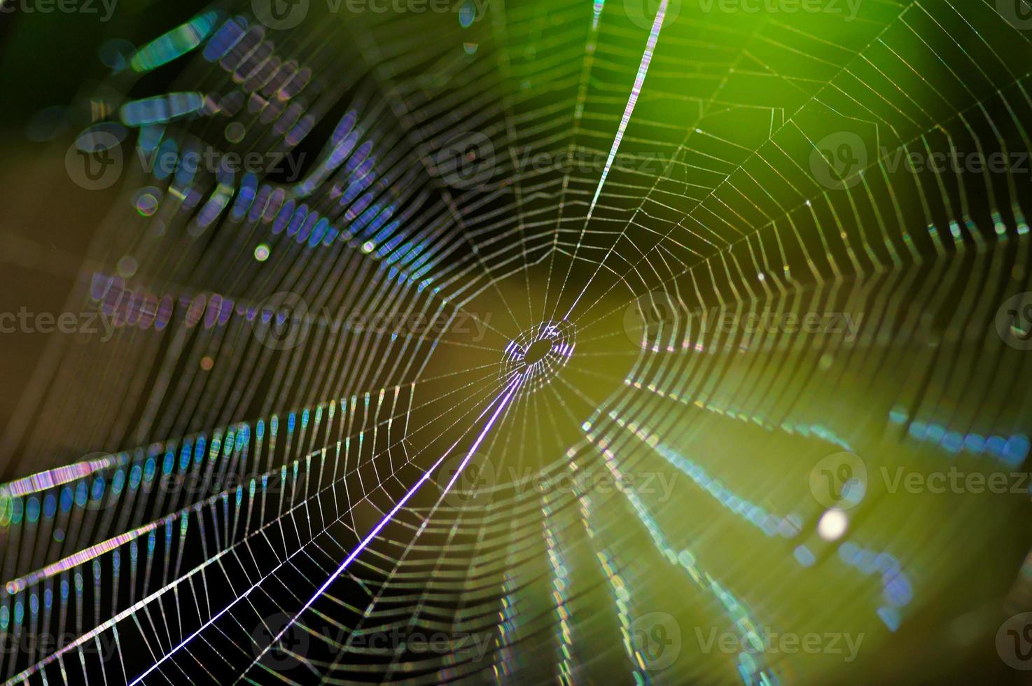 spinneweb Aan groen foto