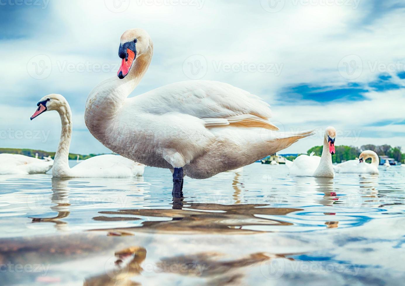 zwaan in de rivier foto