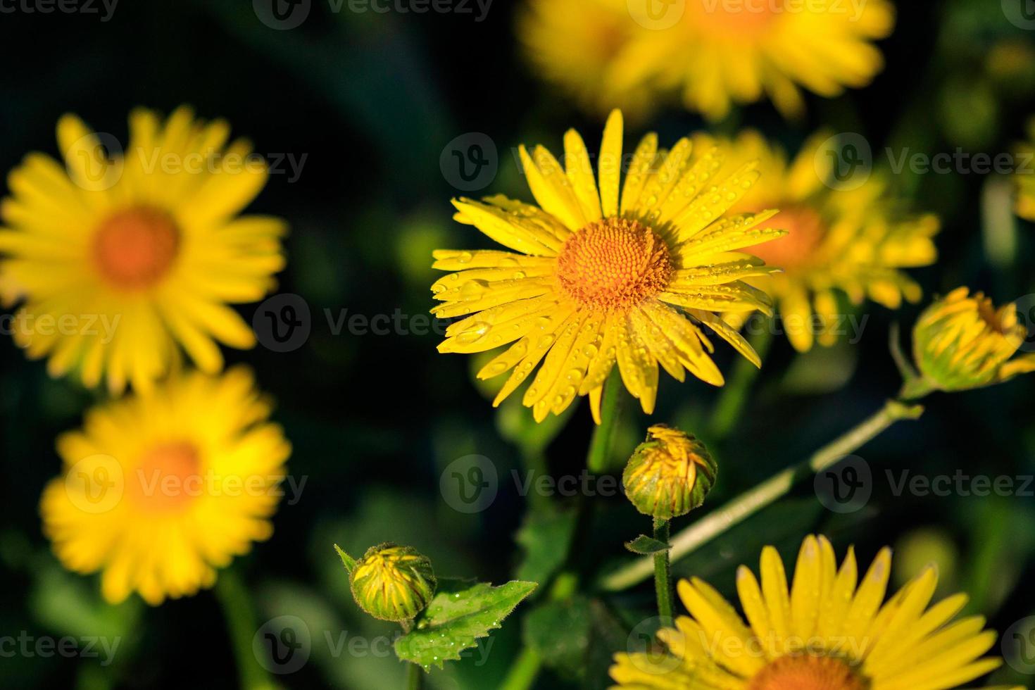 mooi bloeien van geel madeliefjes met druppels foto