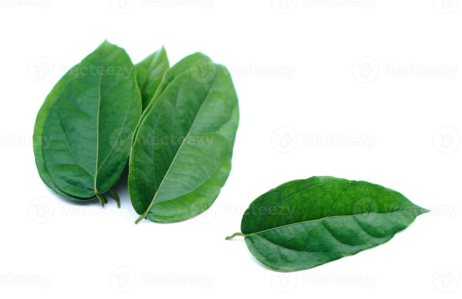 groen tiliacora triandra bladeren of bai ja nang Thais naam ,geïsoleerd Aan wit achtergrond. concept, Thais kruiden planten dat hebben geneeskrachtig kwalificatie, voedsel en drinken ingrediënt. foto