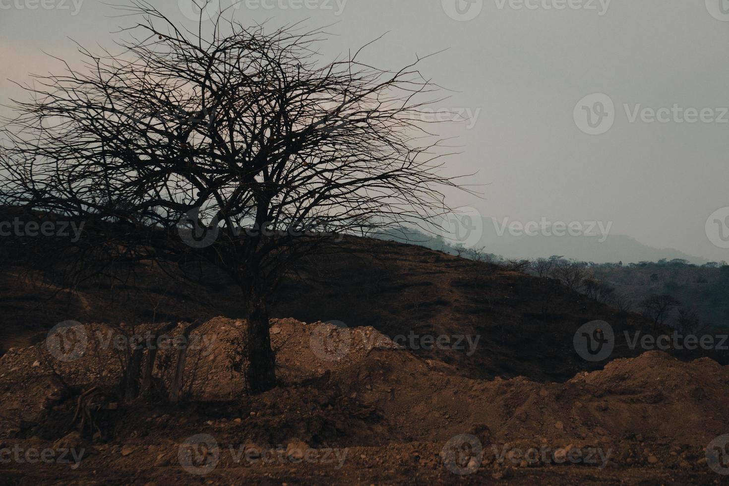 oud boom in de midden- van de woestijn foto